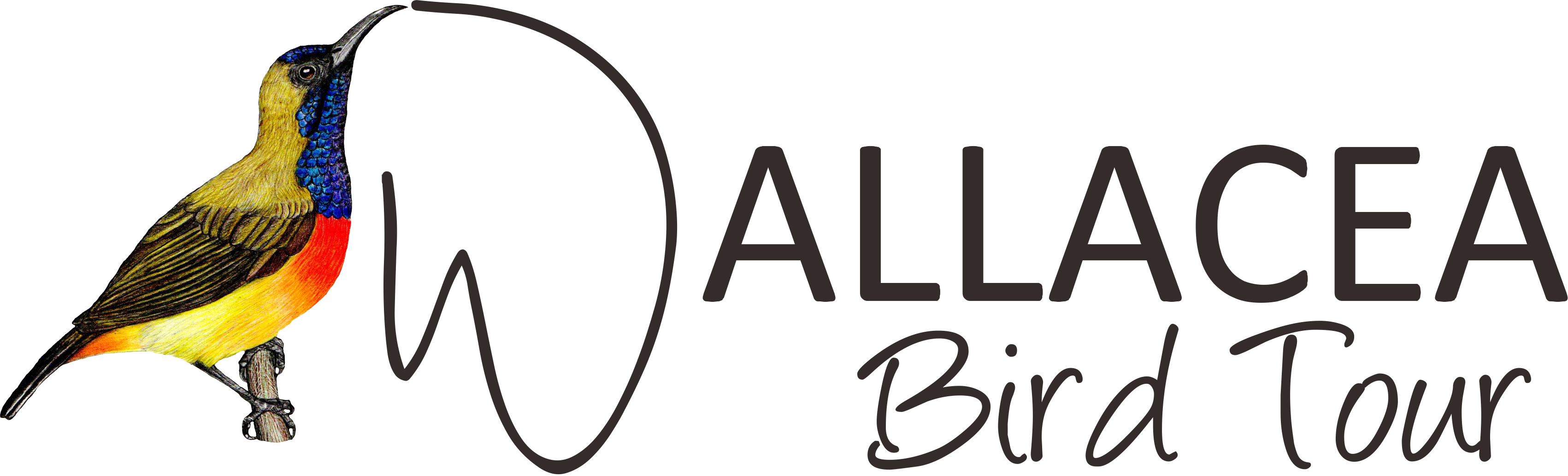 Wallacea Bird Tour