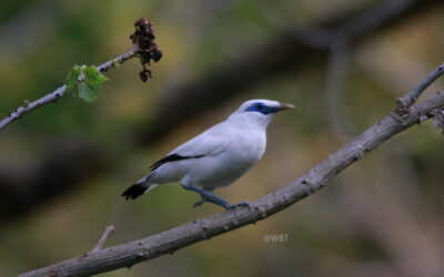 Lesser Sunda Birding Tour