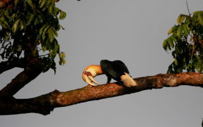 Moluccas Bird Tour; Ambon – Buru – Seram