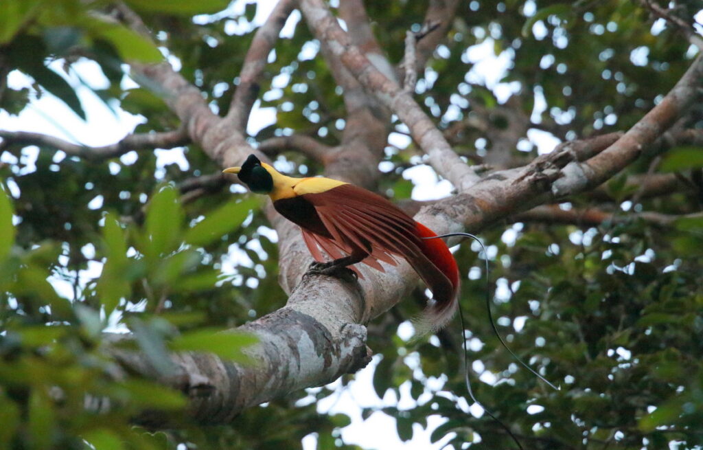 Red Bird of Paradise - West Papua Birding