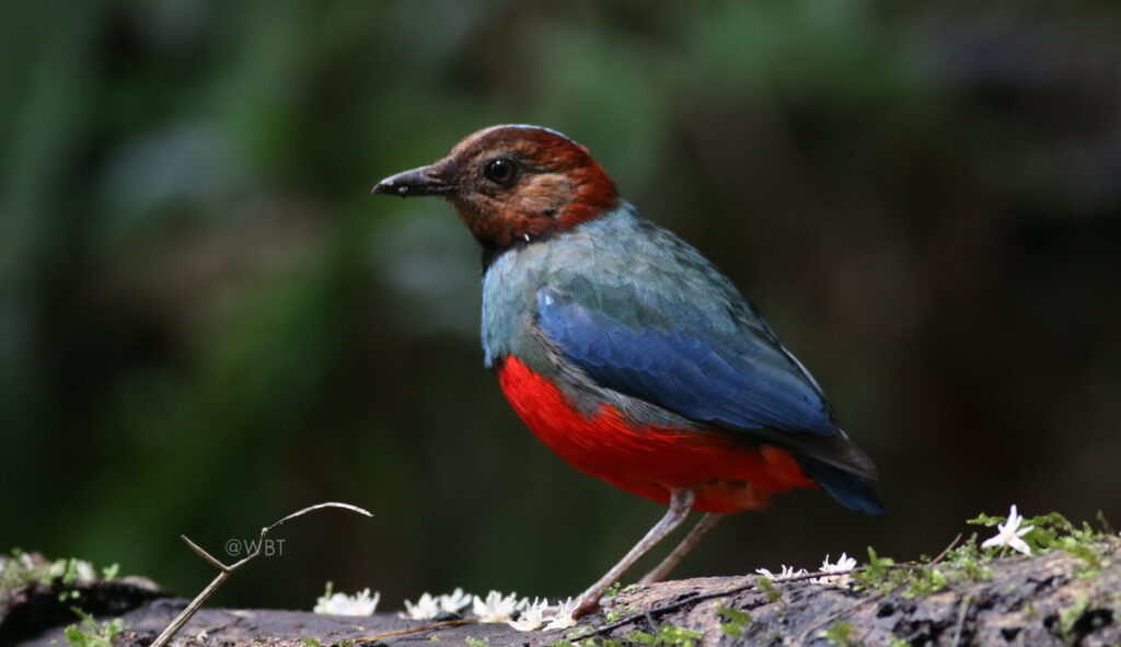 Sulawesi Pitta - Wallacea Bird Tour