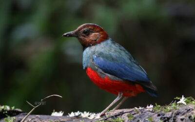 Sulawesi – Halmahera Birding Tour