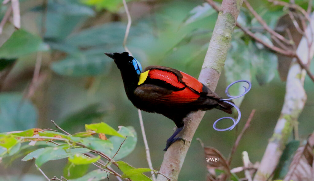 Wilson's Bird of Paradise