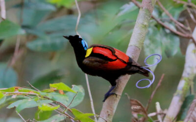 West Papua Birding Tour; Birds of Paradise