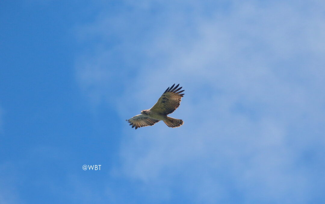 Flores Hawk Eagle