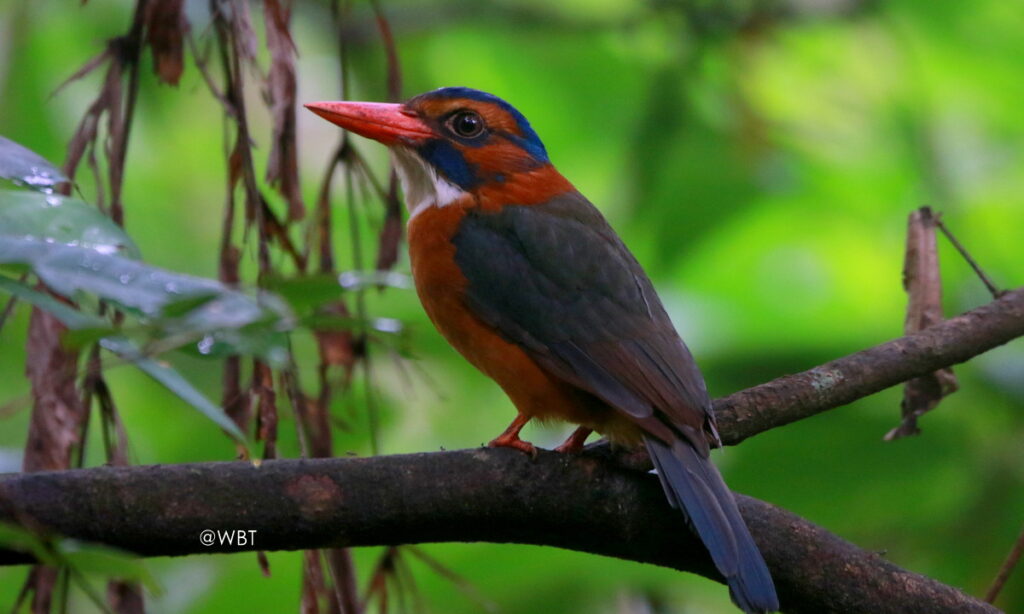 Green-backed Kingfisher