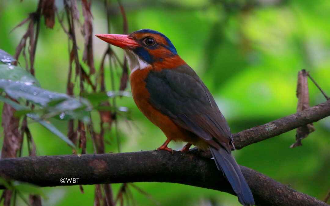 Sulawesi – Halmahera Birding 2023
