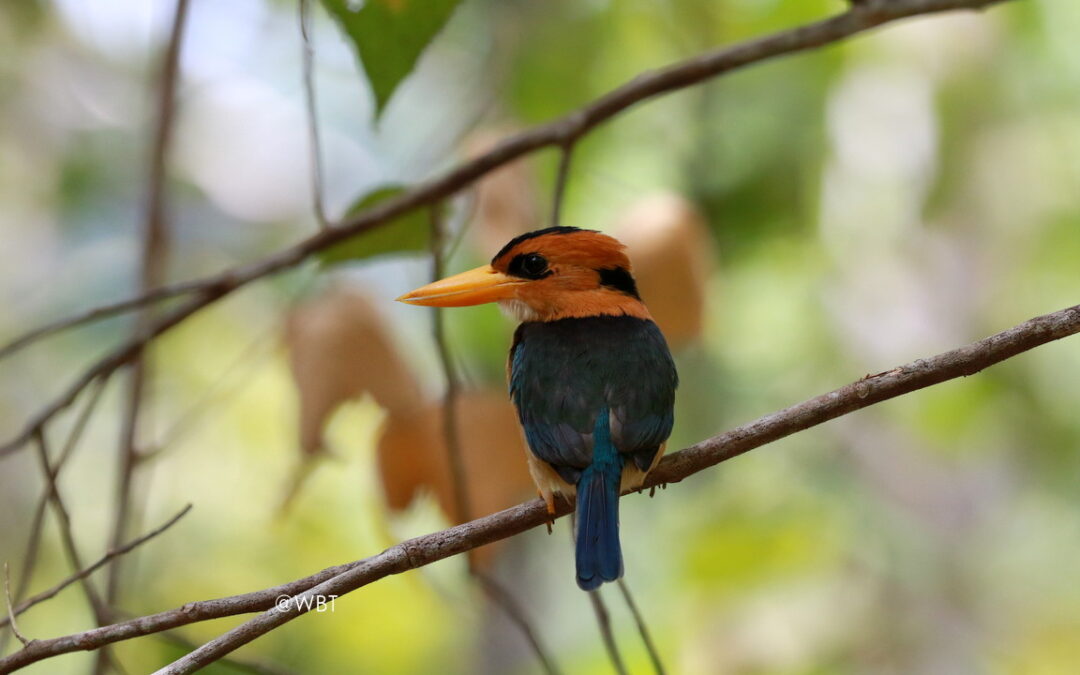 West Papua Birding Trip Report 2023