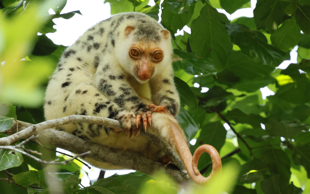 Waigeo Cuscus - Indonesia Wildlife Safari Tour